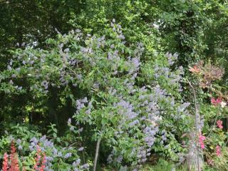 Ceanothus x delilianus Gloire de Versailles