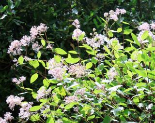 Ceanothus x pallidus Marie Simon