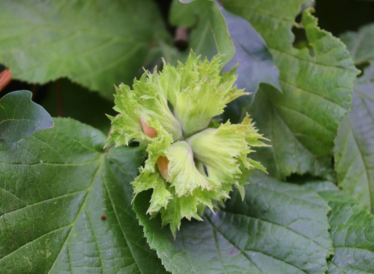 Corylus avellana - noisetier