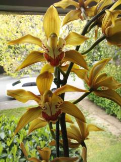 Orchidée jaune : Cymbidium lowianum