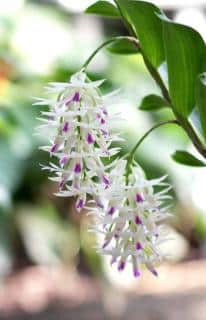 Orchidées bambous : Dendrobium amethystoglossum