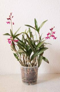 Orchidées bambous : Dendrobium berry Oda