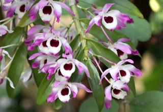 Orchidées bambous : Dendrobium nobile