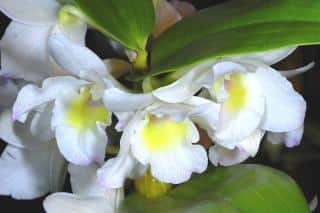 Orchidée blanche : Dendrobium nobile 'alba'