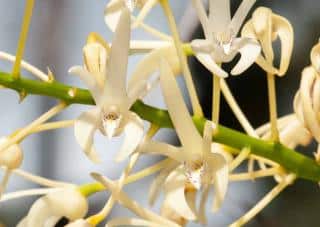 Orchidées bambous : Dendrobium speciosum
