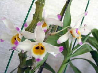 Orchidées bambous : Dendrobium wardianum