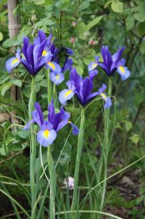 Iris de Hollande