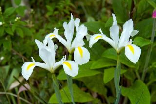 Iris de Hollande en pot