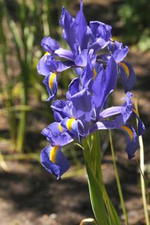 Iris de Hollande plantation