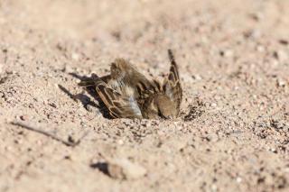 les bains d'oiseaux de poussière