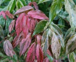 Leucothoe fontanesiana ‘Rainbow’