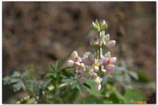 Lupin doux pour plantation