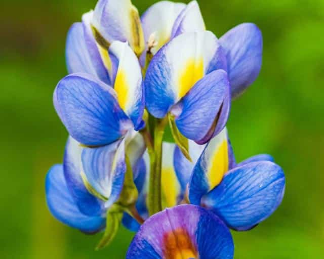 Cultiver le lupin pour récolter et consommer les graines