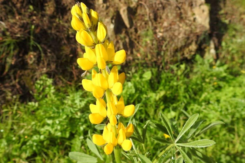 Cultiver le lupin pour récolter et consommer les graines