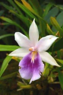 Miltonia regnellii