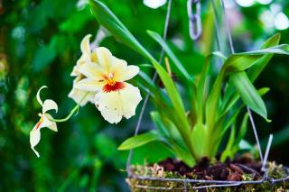 Orchidées Miltonia et Miltoniopsis