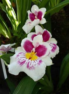 Miltoniopsis Playgirl 'Cha Cha'
