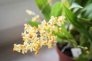 Oncidium Thiny Twinkle gelb