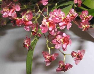 Oncidium Twinkle Red 'Fantasy'