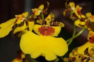 Orchidée jaune : Oncidium Varicosum