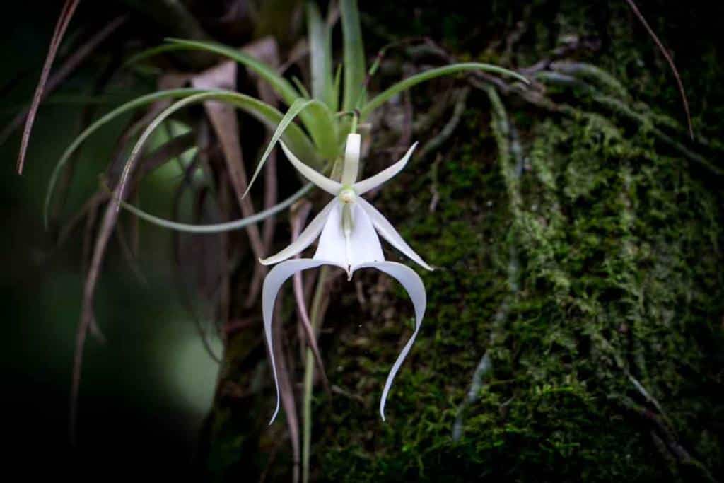 Orchidée fantôme, l'une des orchidées les plus rares