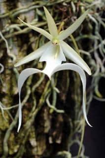 Orchidée rare : l'orchidée fantôme
