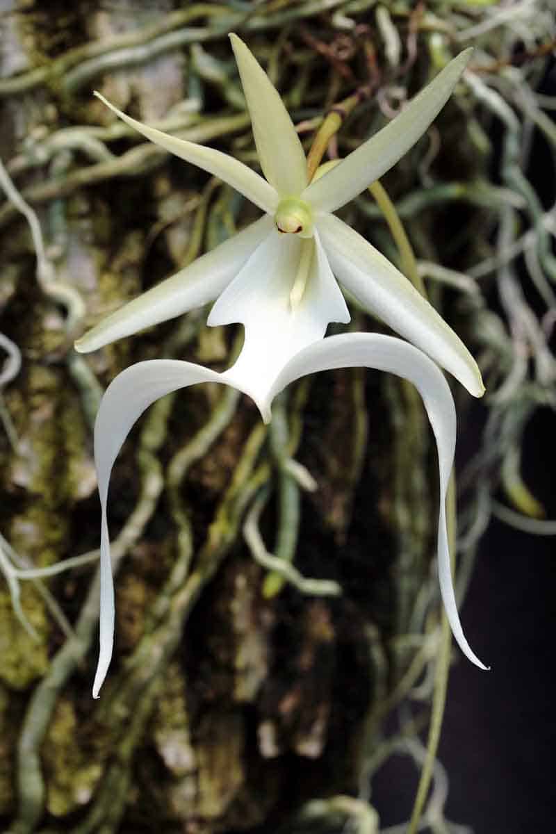L'orchidée fantôme : une orchidée rare qui pousse dans les arbres
