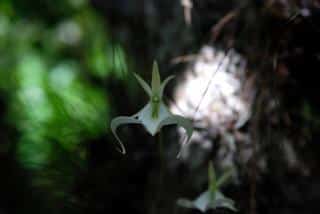 Orchidée rare : l'orchidée fantôme