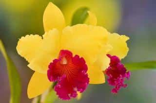 Orchidées Cattleya
