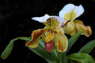 Orchidées Paphiopedilum