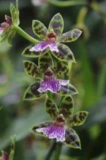 Orchidées Zygopetalum