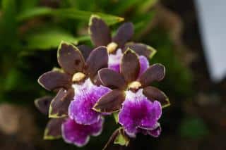 Orchidées Zygopetalum