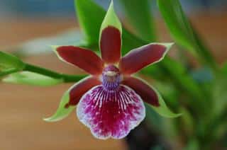 Orchidées Zygopetalum