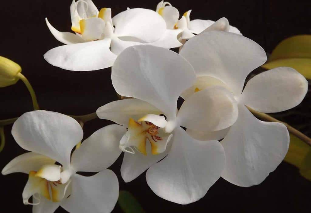 Orchidées blanches