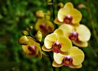 Orchidées jaunes : espèces et variétés à découvrir