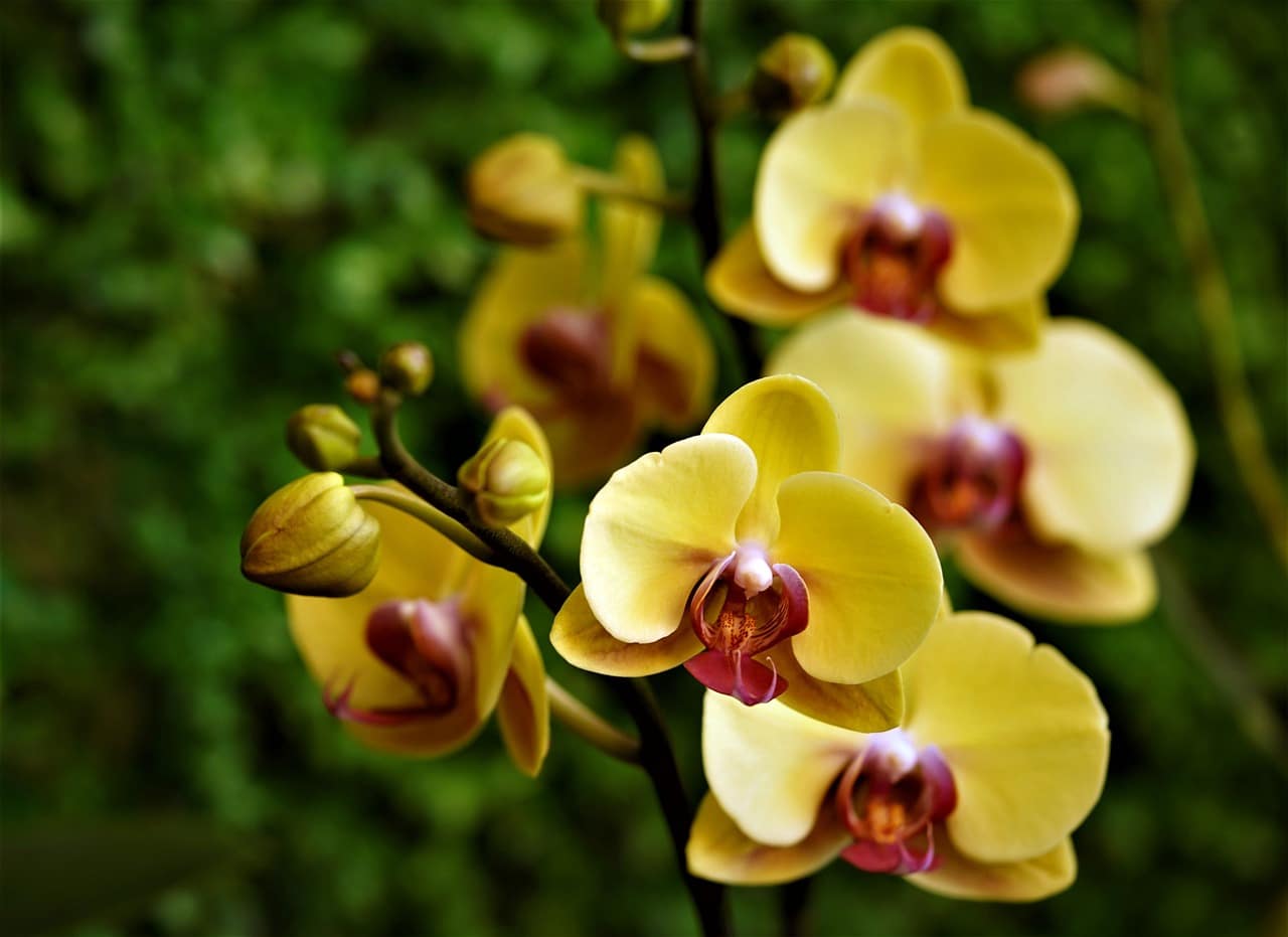 Orchidées jaunes : espèces et variétés à découvrir