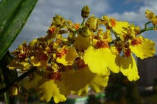 Orchidées oncidium engrais