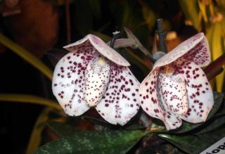 Orchidée Paphiopedilum bellatulum