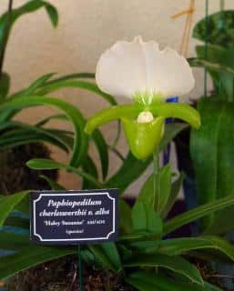 Orchidée Paphiopedilum charlesworthii var alba