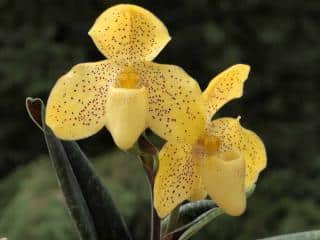 Orchidée Paphiopedilum concolor 'Select' x 'Fox Valley'