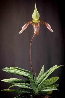 Orchidée Paphiopedilum dayanum