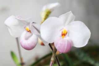 Orchidée Paphiopedilum delenatii