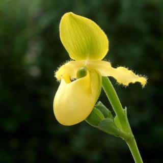 Orchidée jaune : Paphiopedilum primulinum