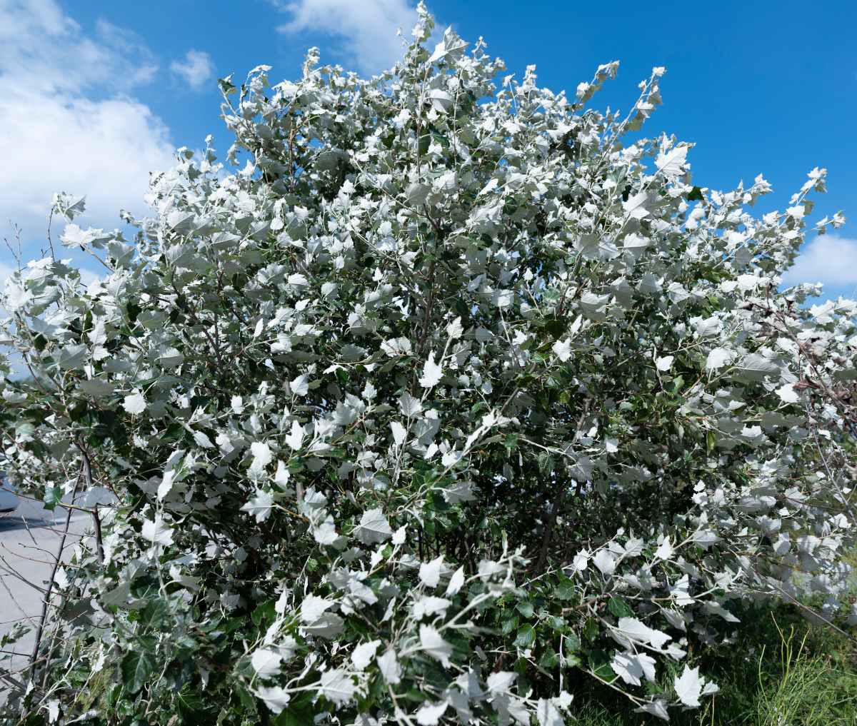 Peuplier blanc - Populus alba