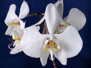 Orchidée blanche : Phalaenopsis amabilis