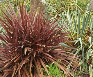 Phormium tenax persistant