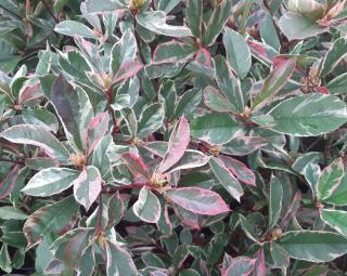 Photinia x fraseri PINK MARBLE