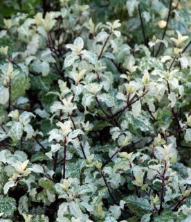 Pittosporum tenuifolium Irene Paterson