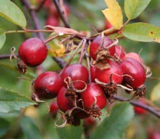 Rosa glauca fruit hiver