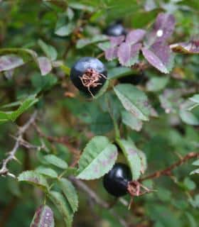 Rosa pimpinellifolia en hiver